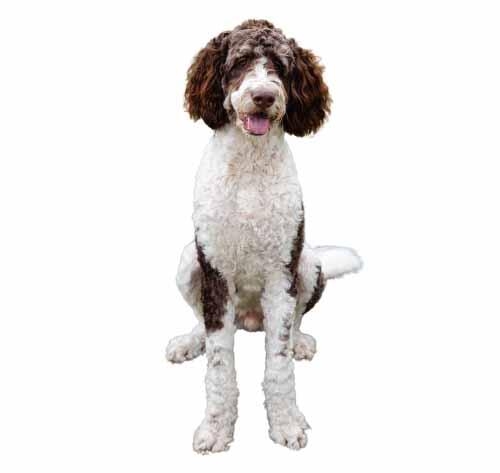 What is best sale a bernedoodle dog